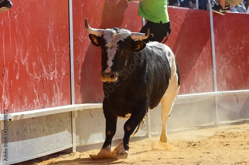 Spanish bull