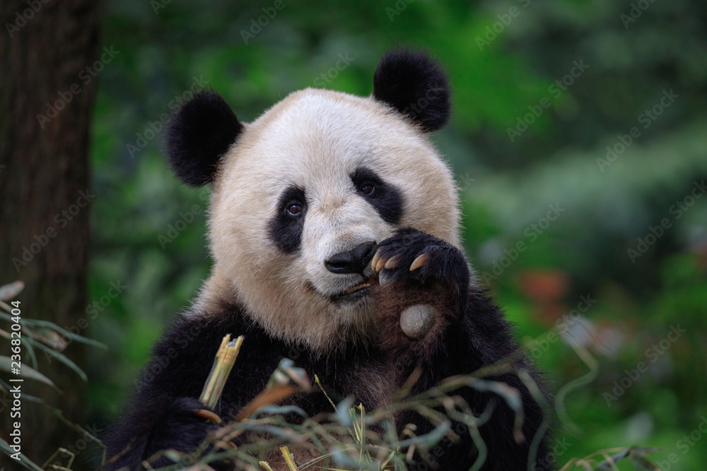 Happy Panda Bear Waving at the Viewer, Bifengxia Panda Reserve in Ya'an - Sichuan Province, China. Endangered Species Animal Conservation, Fluffy cute panda bear waving its paw in the air