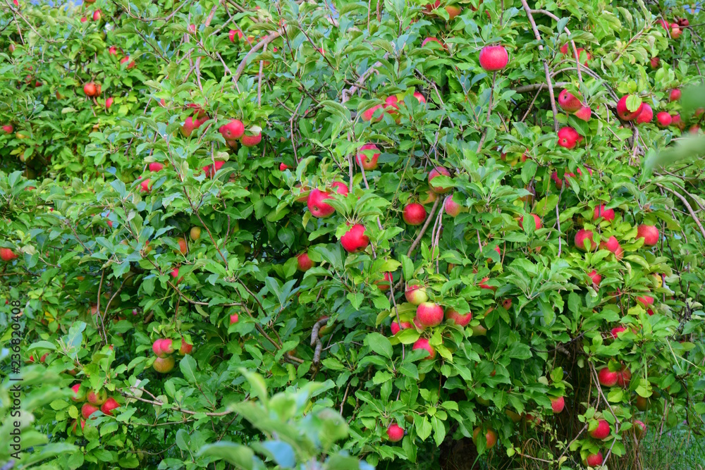 Apfelbäume, rote Äpfel, Streuobstwiese