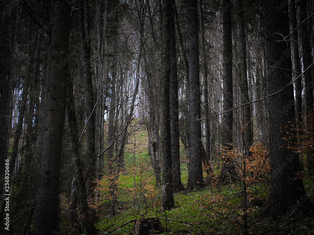 Obraz premium Carpathian Mountain Cool Forest