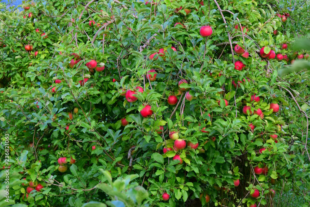 Viele rote Äpfel, Apfelbäume in Südtirol