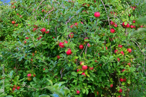 Viele rote Äpfel, Apfelbäume in Südtirol