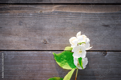 Jasmine branch on rustic wooden plank. Top view