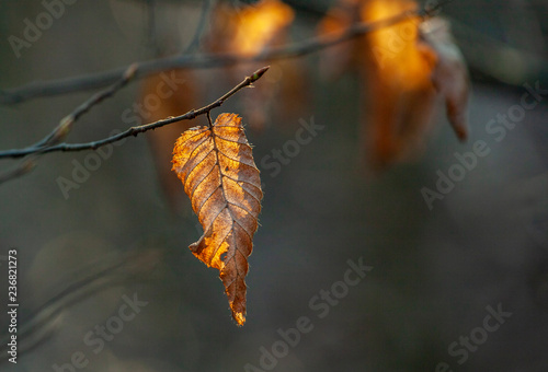 leaf of tree in indian summer colors