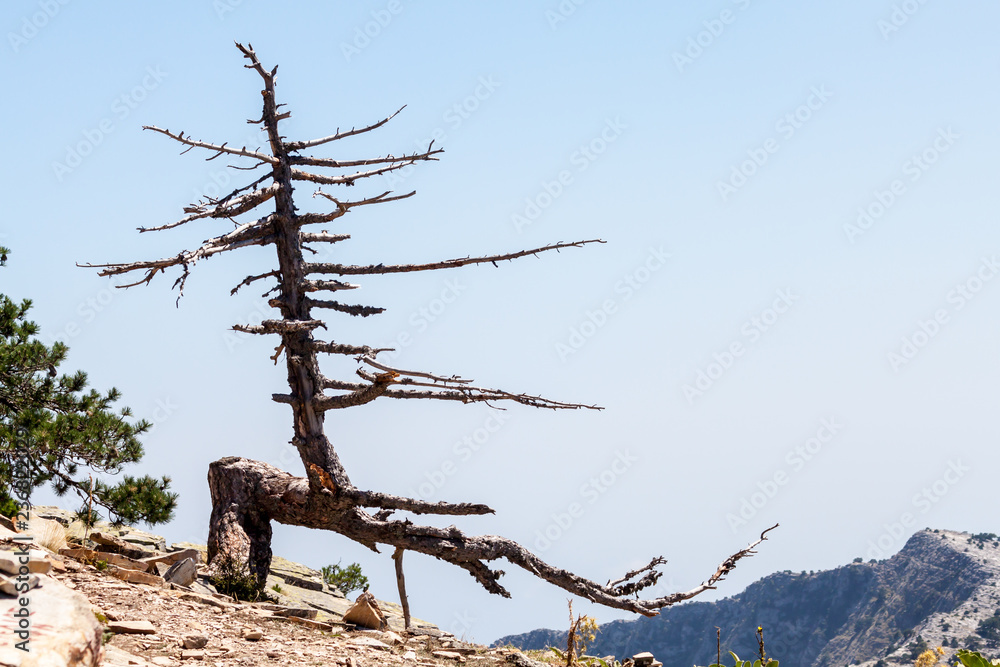 Dead tree on the rock of island Thassos Dead tree on the rock of island Thassos