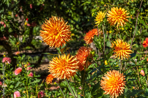 Flowers in the park of chateau Gaillard Amboise  Loire valley  France.