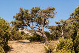 Relic juniper grove in the Crimea	