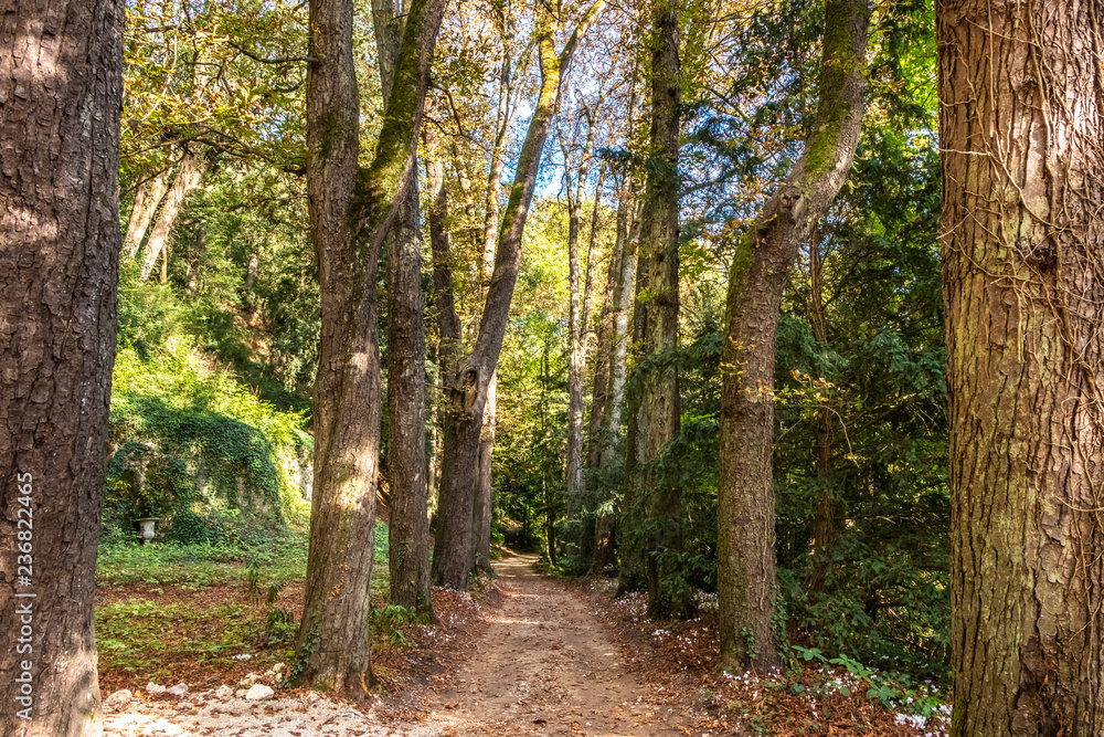 Alley of ancient trees in the depth of forest park around chateau Gaillard Amboise. Loire Valley, France.