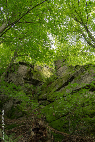 rocks in an idyllic forest in the summer