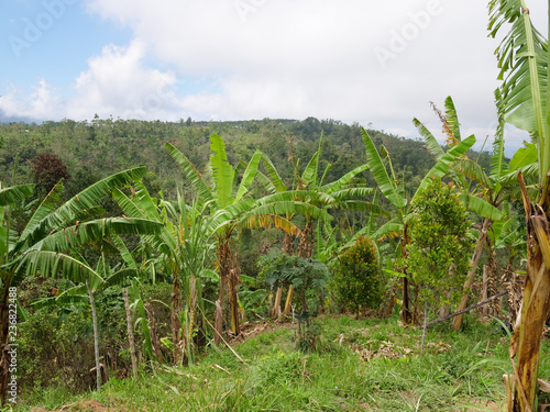 Wallpaper Mural Farmland, fields with clouds Bali,Indonesia. Cloud over farmland. Rural mountain landscape of fields with fence, trees. Torontodigital.ca