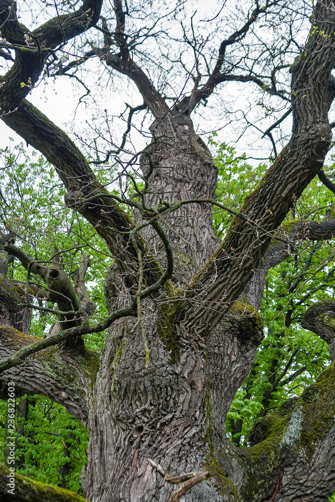 Fototapeta premium beautiful old oak tree closeup