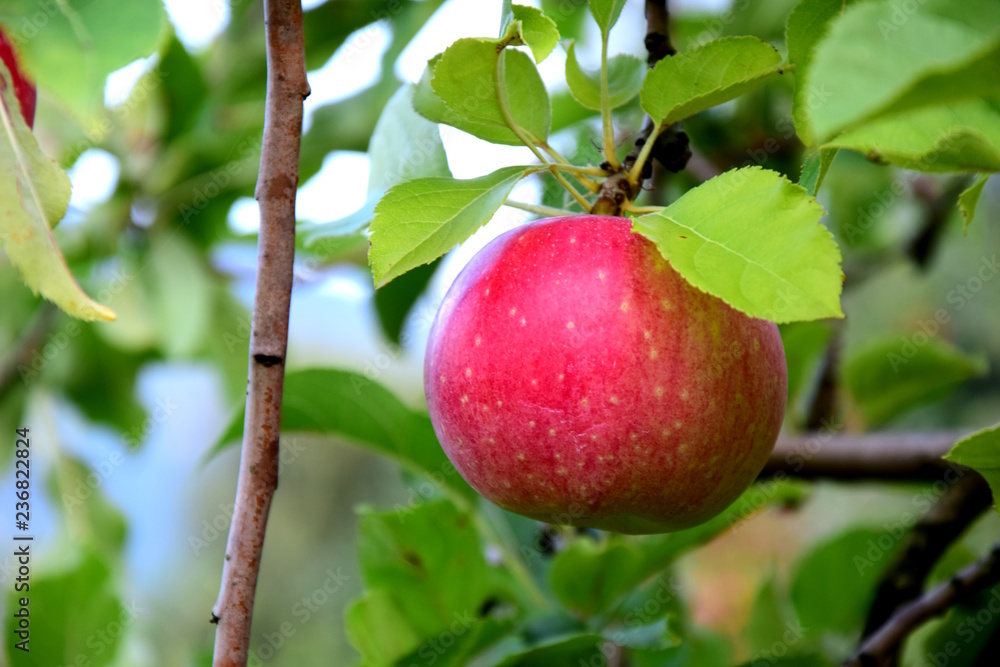 Reifer knackiger roter Apfel an einem Ast Stock Photo | Adobe Stock