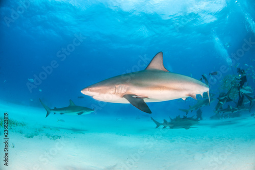 Caribbean reef shark at the Bahamas © Michael Bogner