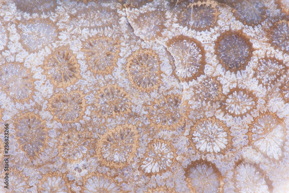 Texture of natural stone cut Texture of natural stone cut
