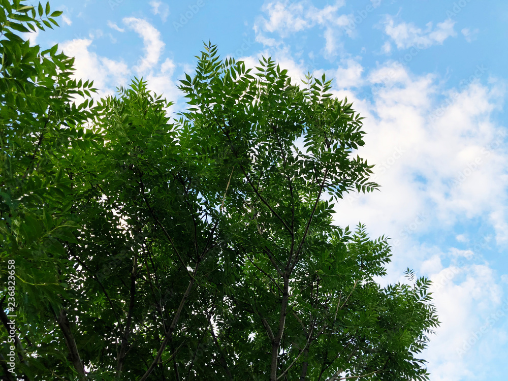 Fototapeta premium Outdoor in summer residence. The sky is clouded with clouds and tree