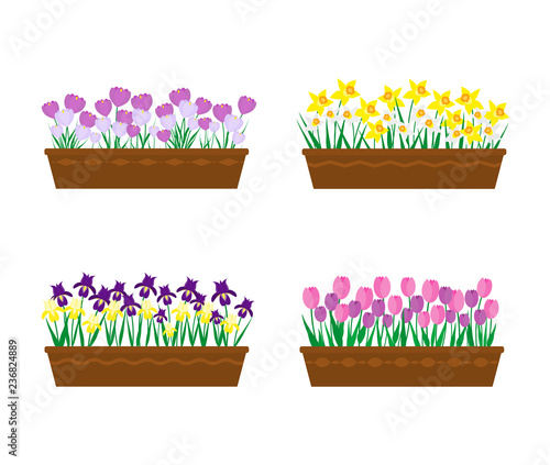 Spring flowers in long containers isolated on white background.