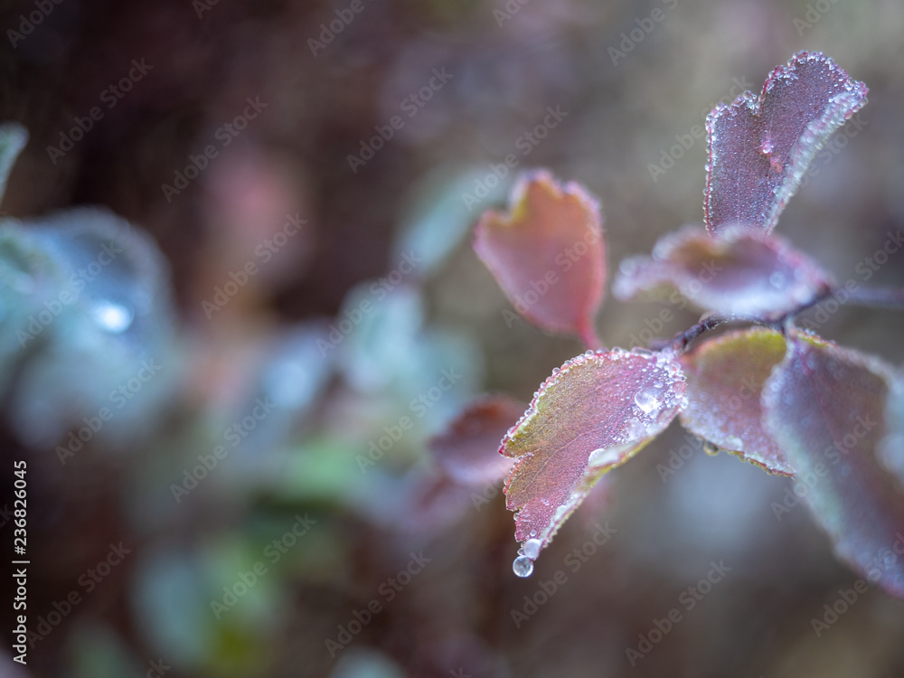 Frosted ice on leaf afrer sleet, selective focus with blur background Frosted ice on leaf afrer sleet, selective focus with blur background