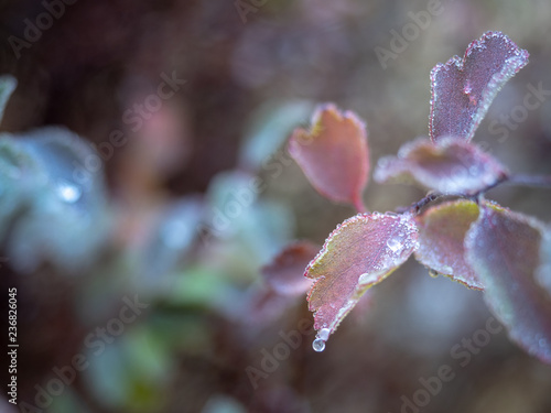 Frosted ice on leaf afrer sleet, selective focus with blur background