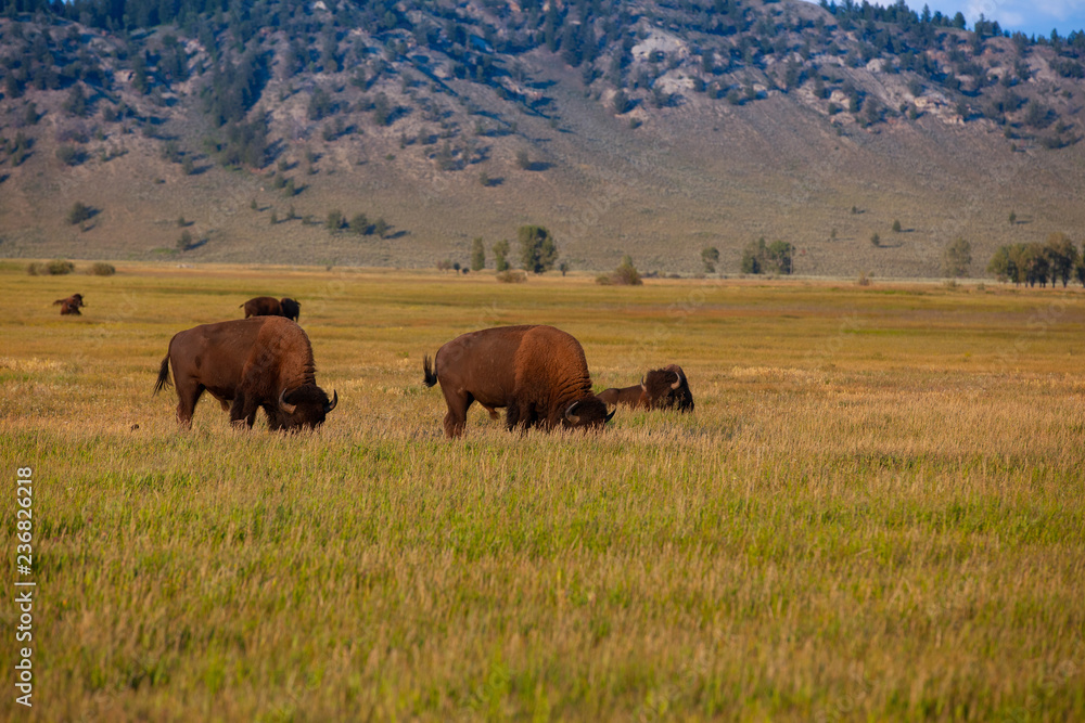 The herd bison in Yellowstone National Park, Wyoming. USA.