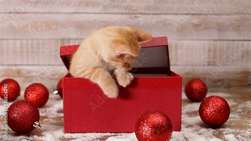 Cute kitten emerge from xmas present box and start playing with christmas ball decorations - static camera