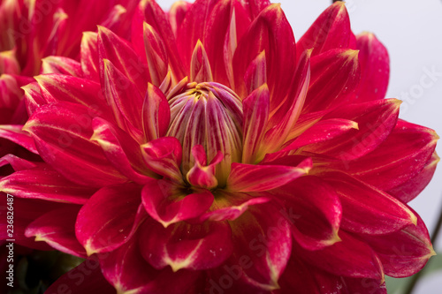 Fototapeta Naklejka Na Ścianę i Meble -  Red dahlia flower isolated on white background