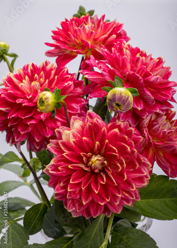 Fototapeta Naklejka Na Ścianę i Meble -  Red dahlia flower isolated on white background