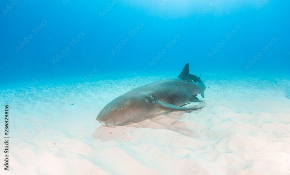 Fototapeta premium Nurse shark at the Bahamas
