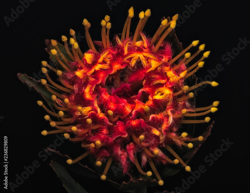 surrealistic vintage macro of a hot red yellow shining protea blossom, fine art still life floral image of the inner of a single isolated bloom with detailed texture in painting style photo