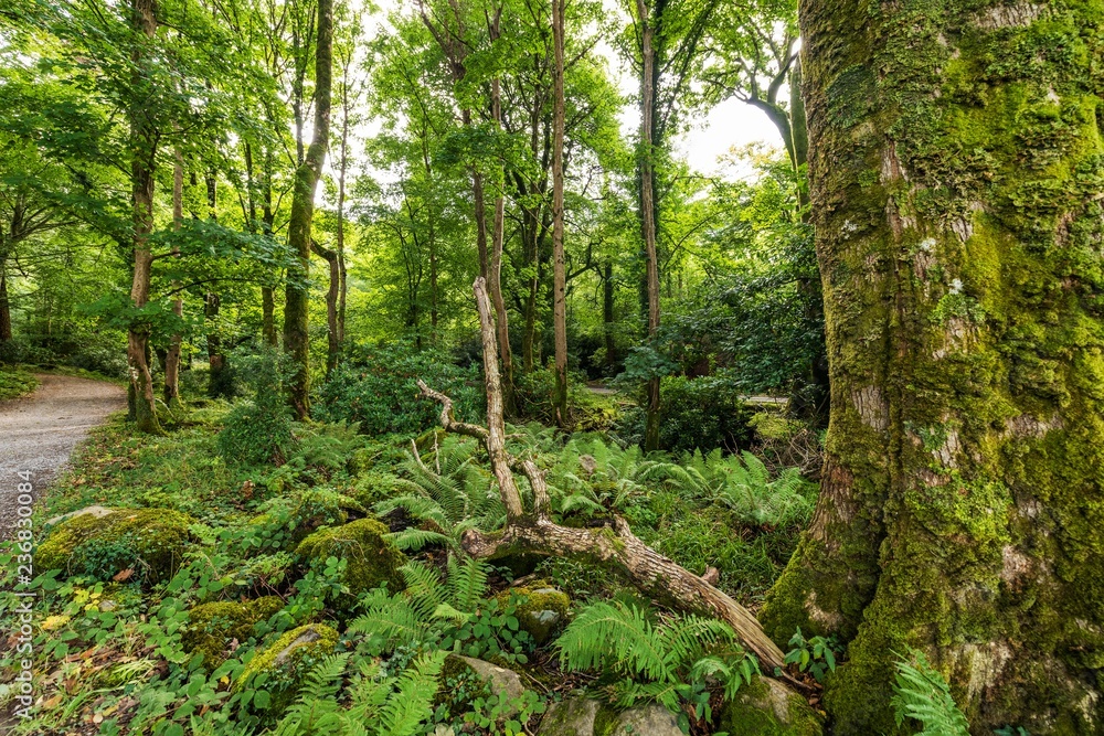 Green forests in the Muckross area of Killarney National Park