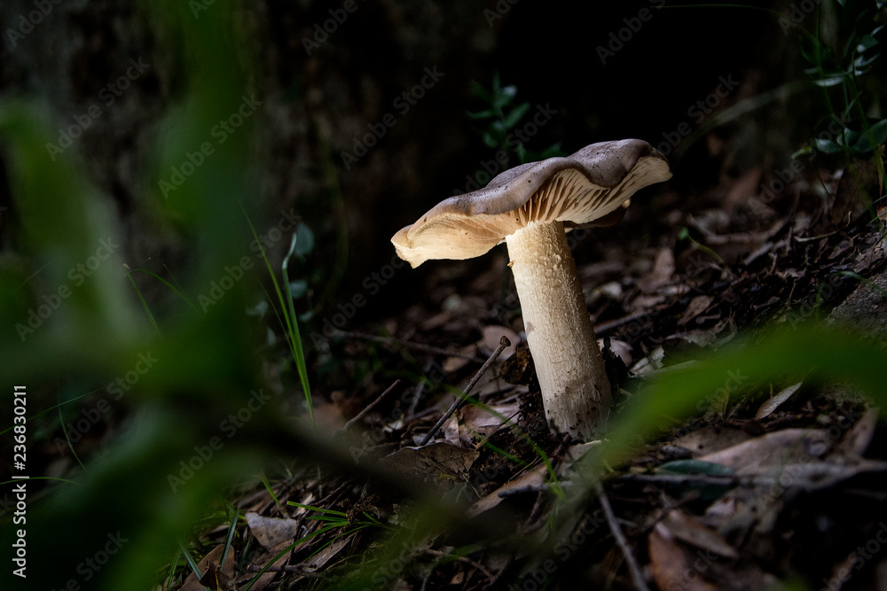 fungo