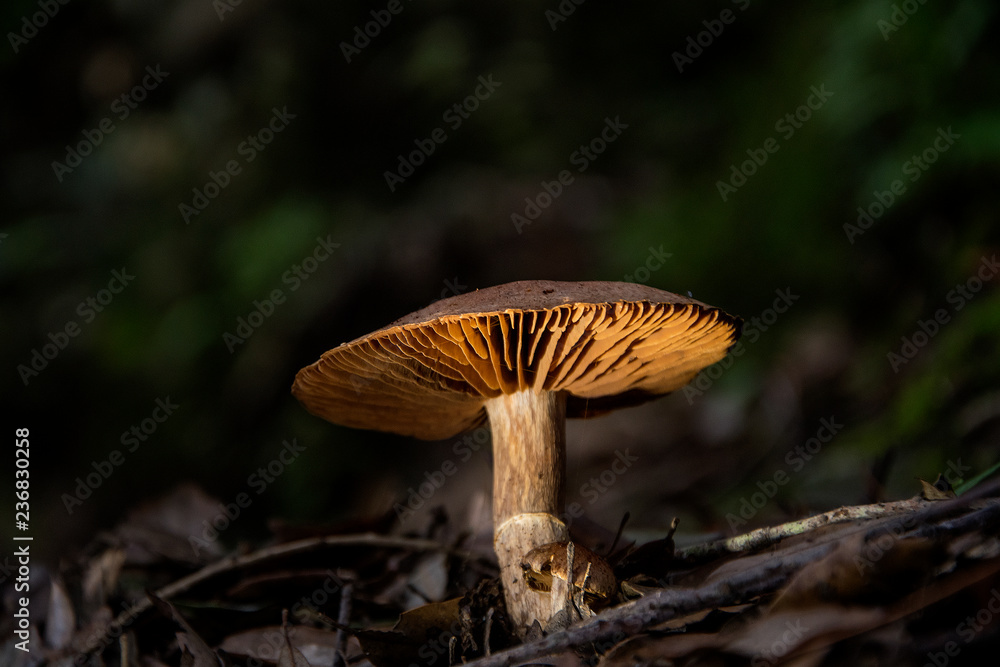 fungo