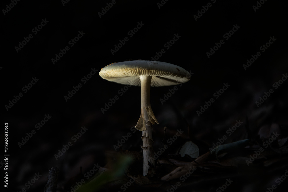 fungo