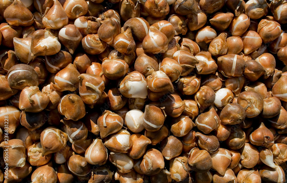 Bulbs of tulip, group, brown and white, in a basket, ready to be bought and placed in the ground, flower market, autumn, gardening, October, Italy Bulbs of tulip, group, brown and white, in a basket, ready to be bought and placed in the ground, flower market, autumn, gardening, October, Italy
