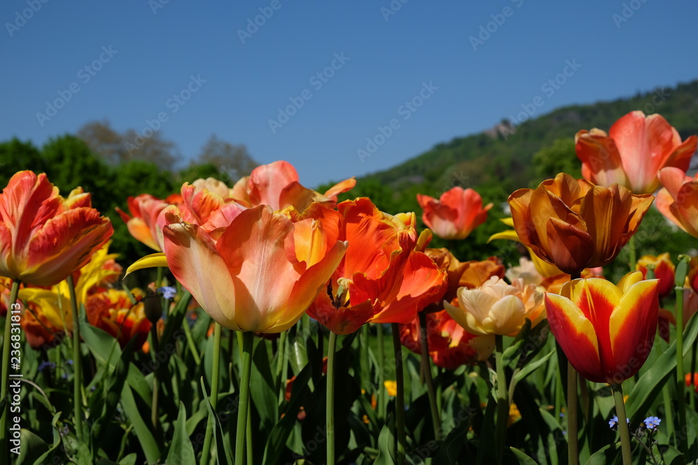 Wunderschöne Blumen im Frühling nahe Baden-Baden
