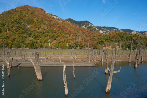 Autumn colours on the forested hillsides surrounding Laguna Verde in Conguillio National Park in Araucania, southern Chile. Stumps of dead trees in the foreground. photo