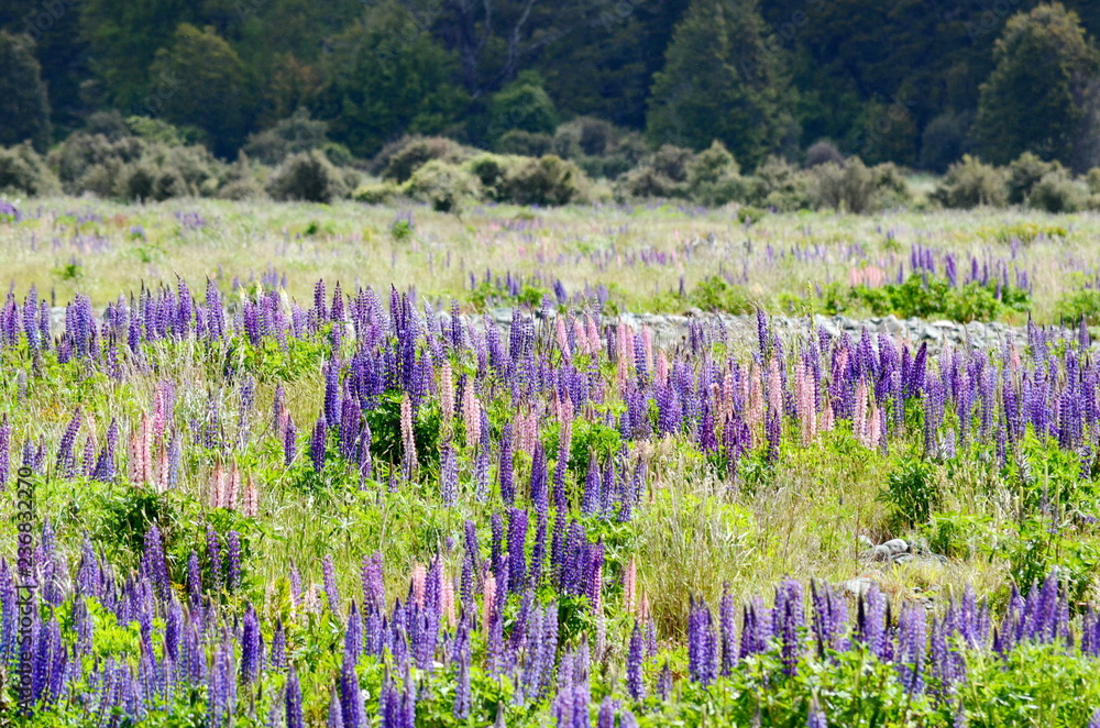 Naklejka premium Wild Lupines of Eglinton River, South Island, New Zealand