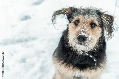 Dog looking funny with snow over nose in winter