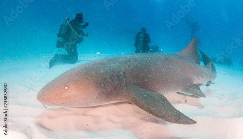 Nurse shark at the Bahamas © Michael Bogner