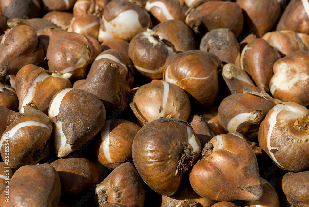 Bulbs of tulip, brown and white, autumn, gardening, sun, Italy Bulbs of tulip, brown and white, autumn, gardening, sun, Italy