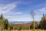 Landscape with a tree and Beskidy mountains 