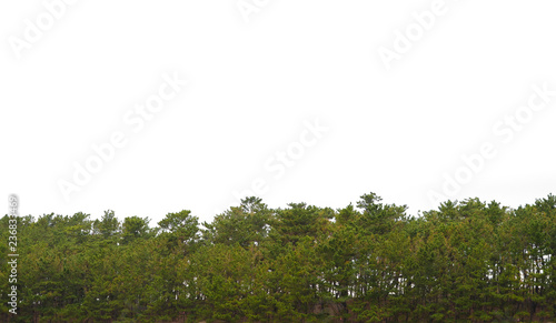 Trees isolated on white background. Green plants garden park.