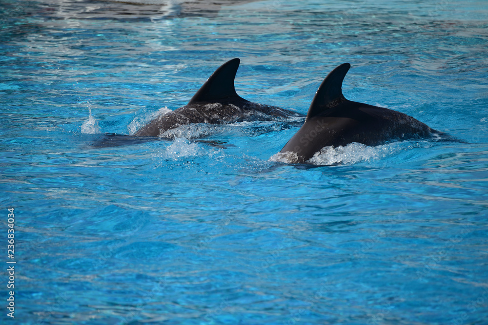 Fototapeta premium dolphins in the pool