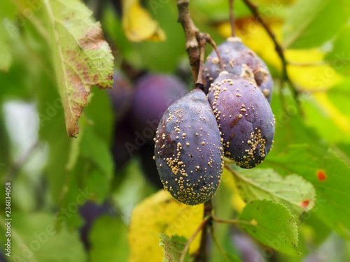 Moldy plums on tree, infected with fungal disease monilinia fructicola or brown rot. Blurred background.