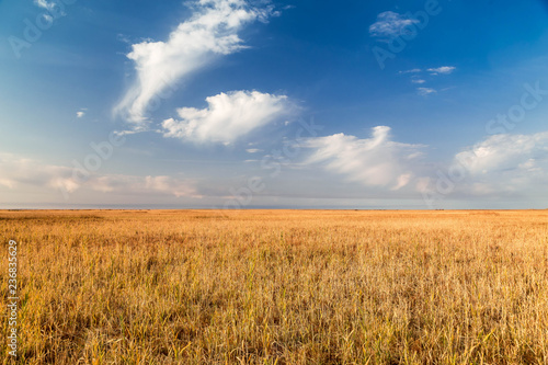 Fotografie Endless steppes in front of a blue sky and white clouds.