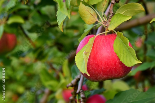 Reifer roter Apfel an einem Ast - Apfelernte in Südtirol