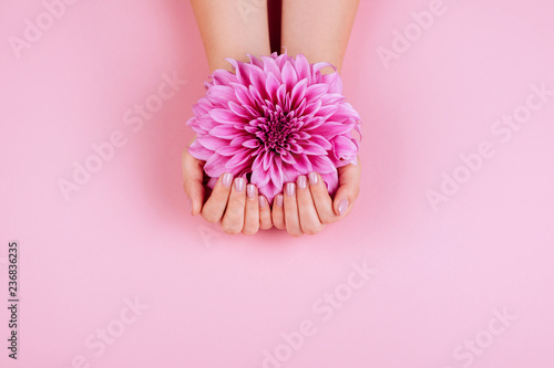 Closeup fingernails with pink fashion manicure, cupped woman beautiful manicured hands holding pink flowers