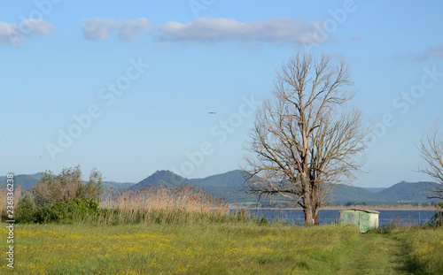 landscape of the Trasimeno lake with an hut and a big tree along the shore, in springtime