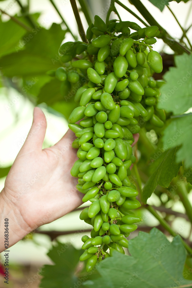 Hands of the farmer holding a bunch of green grapes. Hands of the farmer holding a bunch of green grapes.