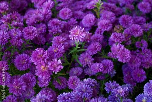 Aster plants, full of flowers similar to daisies, in full bloom, violet, lilac, Asteraceae family, autumn, flower market, Italy