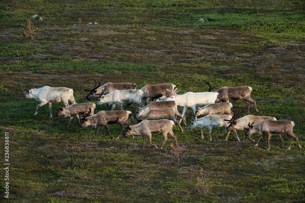 Reindeer, Rangifer tarandus